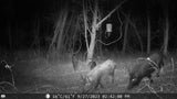 Sentinel Night Vision Trail Camera