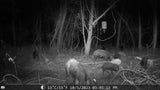 Sentinel Night Vision Trail Camera